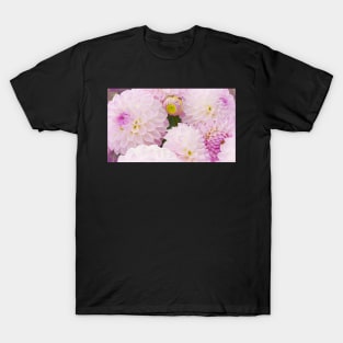 Sweet, Sweet Dahlias T-Shirt